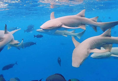 Maldives Diving and Cruise Holidays