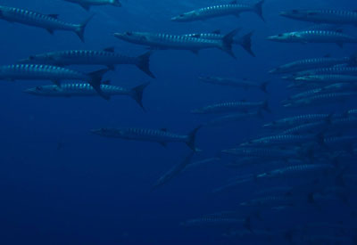 Maldives Diving and Cruise Holidays