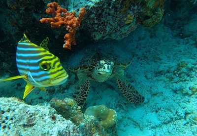 Maldives Diving and Cruise Holidays