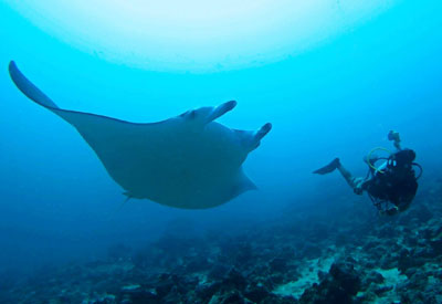 Maldives Diving and Cruise Holidays