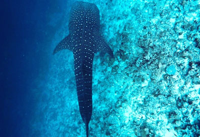 Maldives Diving and Cruise Holidays