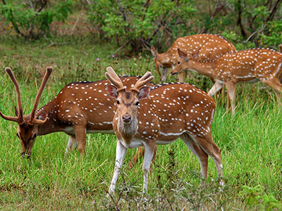 Short getaways in Sri Lanka