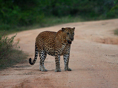 Short getaways in Sri Lanka