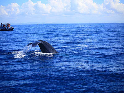 Short getaways in Sri Lanka