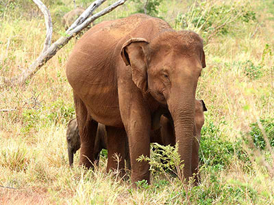 Short getaways in Sri Lanka