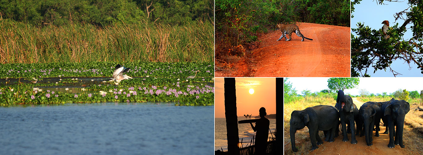 Beach and Wildlife Tours in Sri Lanka