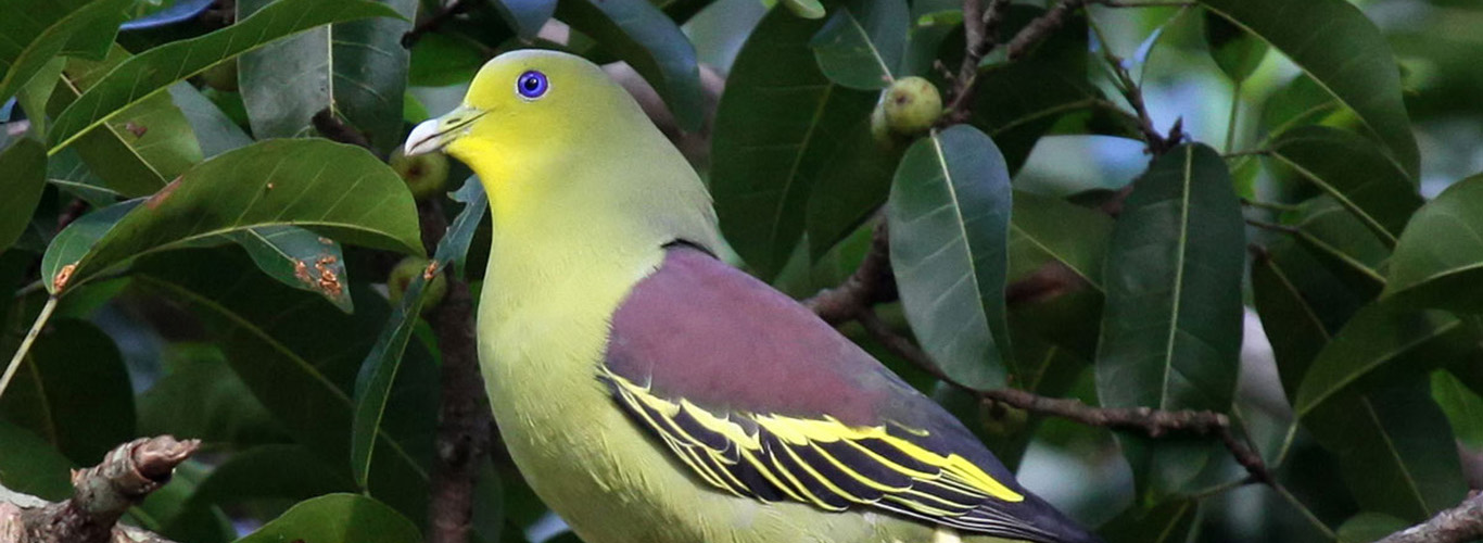 Pompadour Green Pigeon