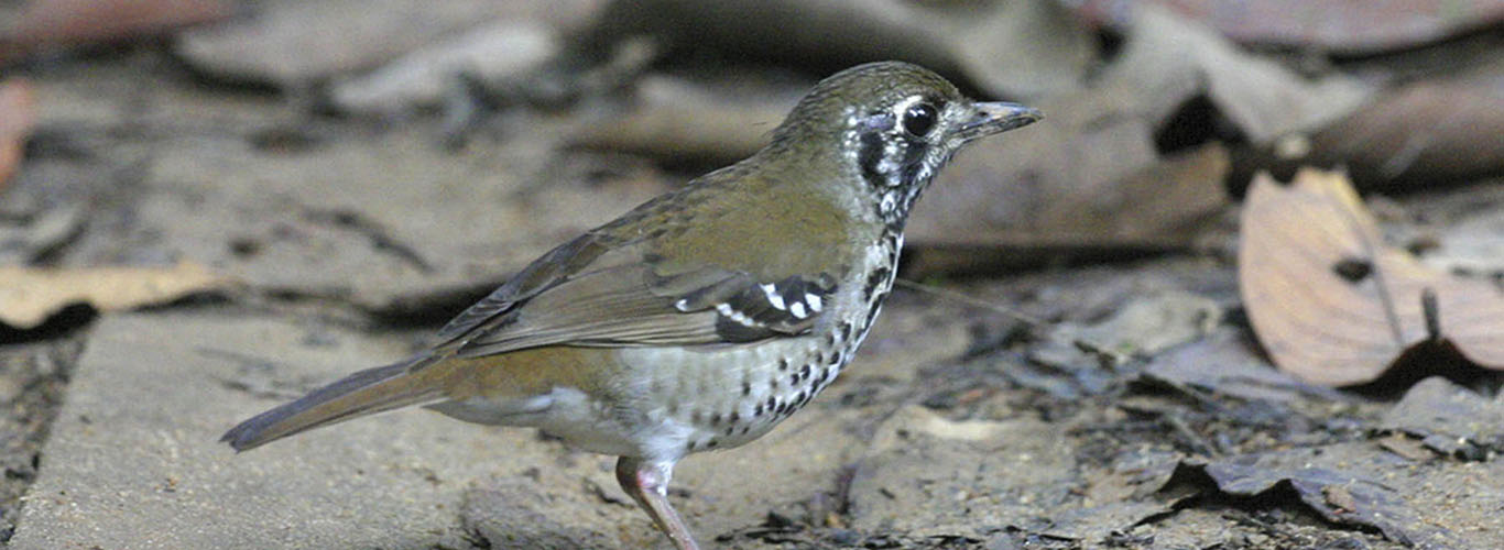 Spotted-winged Thrush