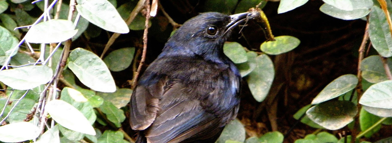 Sri Lanka Whistling Thrush