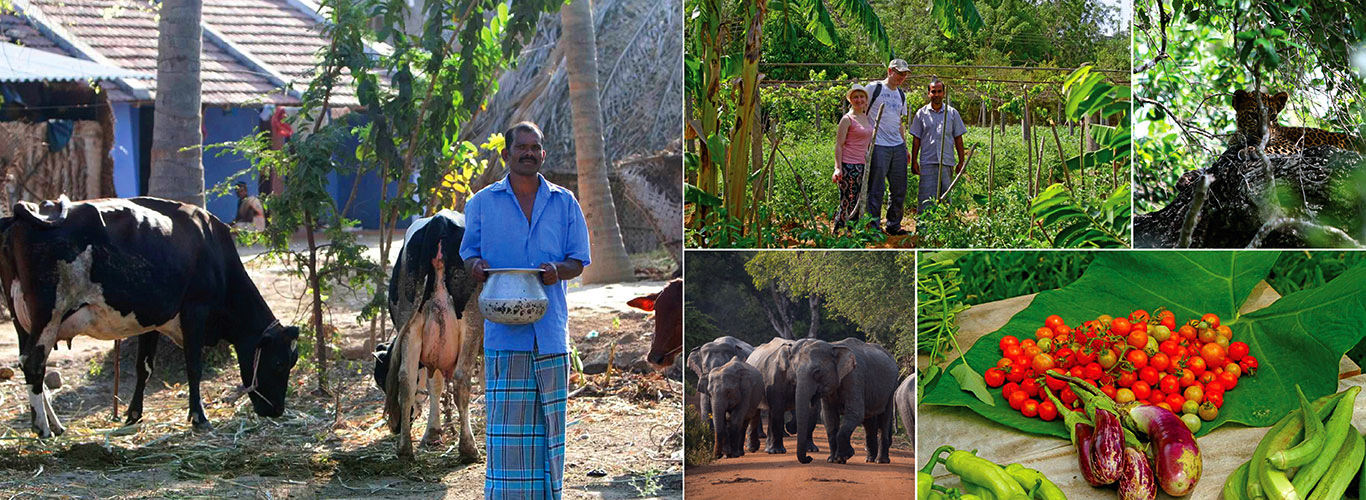 Mobile Camping, Safari and Rural Village Experience in Sri Lanka