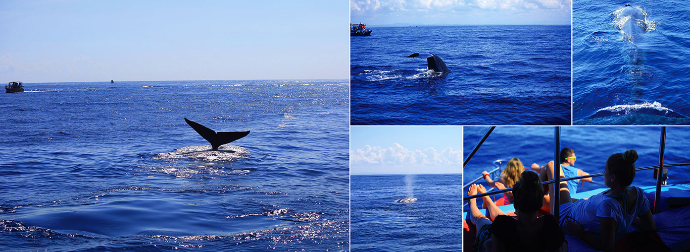 Whale & Dolphin Watching Tours in Mirissa