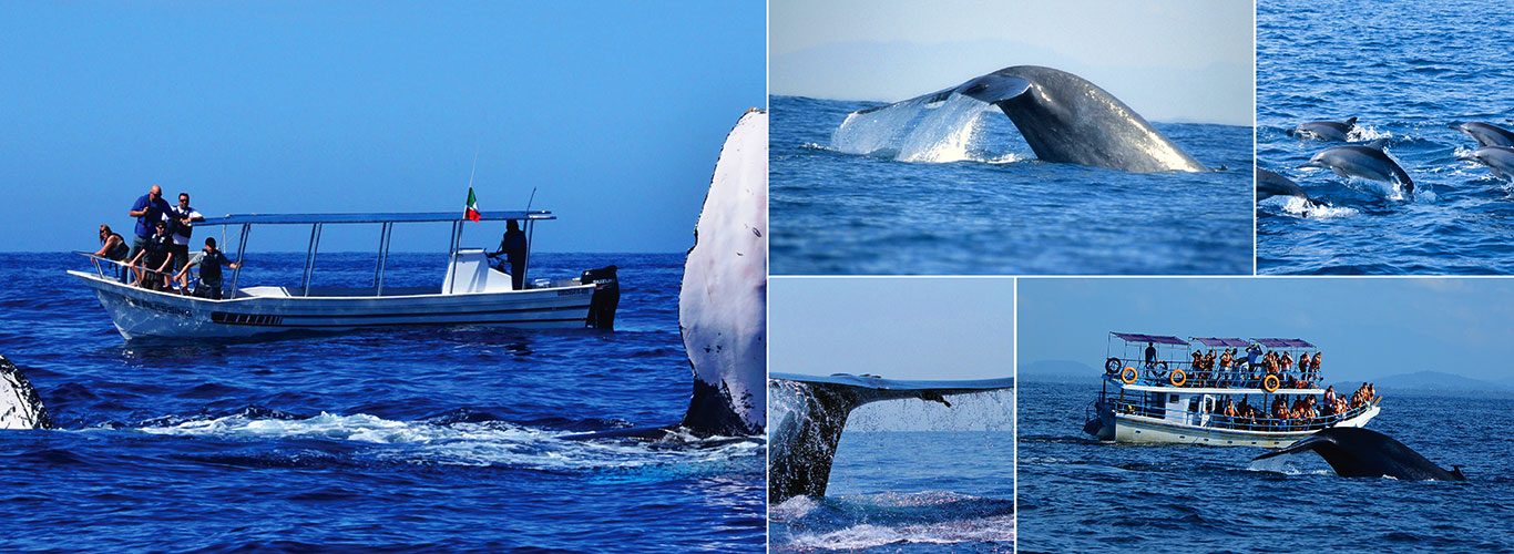 Whale & Dolphin Watching Tours in Trincomalee