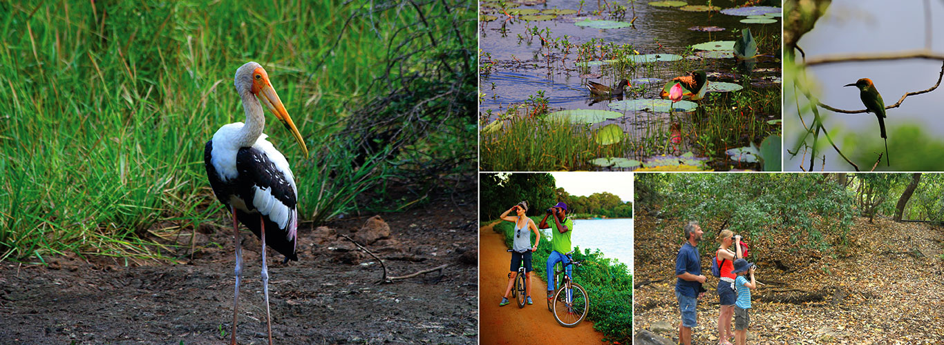 Bird watching tour of Sri Lanka in 10 Days
