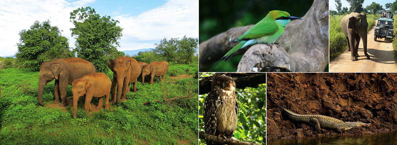 Afternoon Safari in Udawalawe National Park