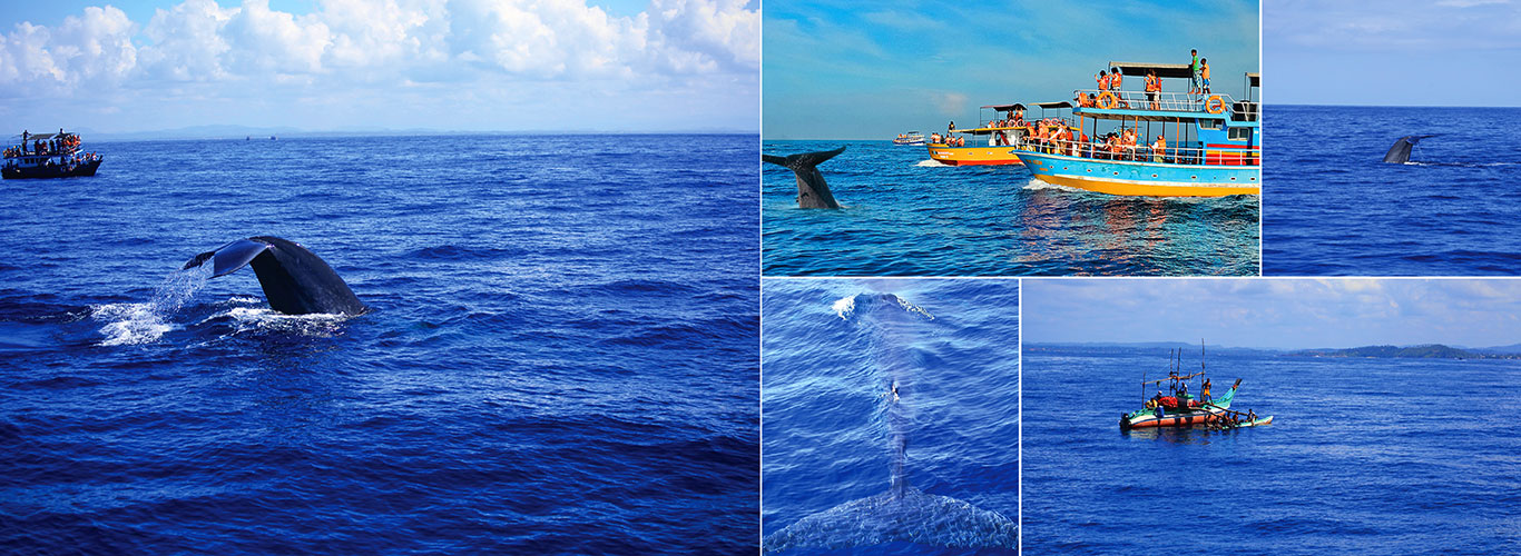 Mirissa Whale Watching Day Tour