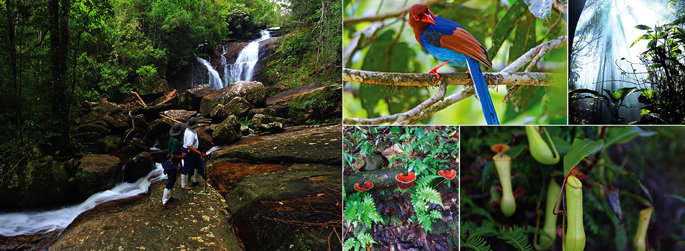 Sinharaja Rain Forest Day Tour