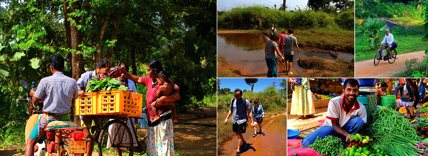 Village Tours in Sigiriya, Sigiriya and Habarana rural village walks, Village walks in Rural Villages, Village Tours in Sri Lanka, Walking tours in Sigiriya, Sigiriya Village Tours, Rural Village walking tours in Sigiriya and Habarana
