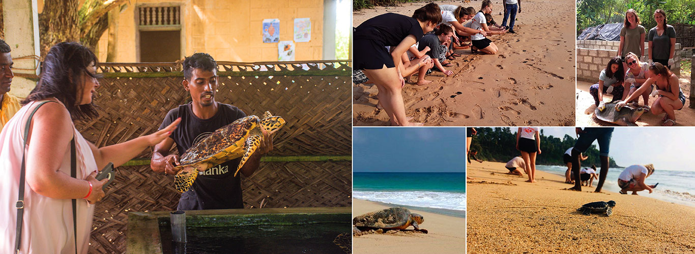 Volunteer in Sri Lanka - Turtle Conservation in Sri Lanka - Turtle study and conservation experience - Volunteer for Turtle Conservation in Sri Lanka