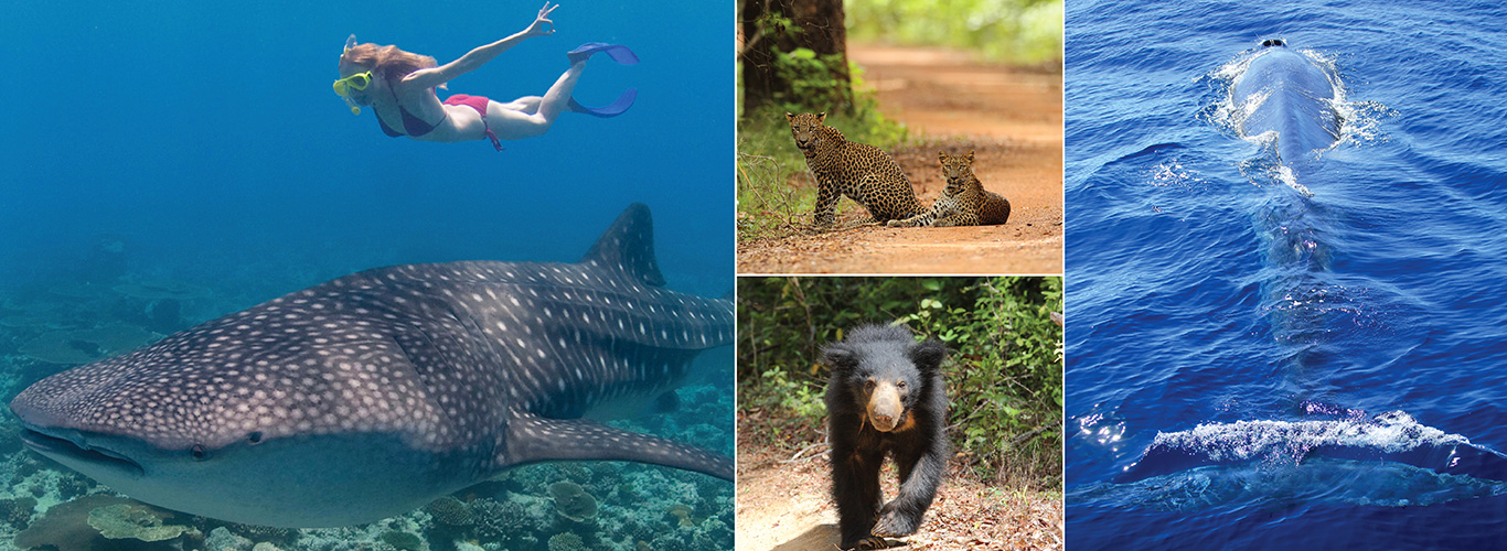 Wildlife and Diving Tours in Sri Lanka and Maldives