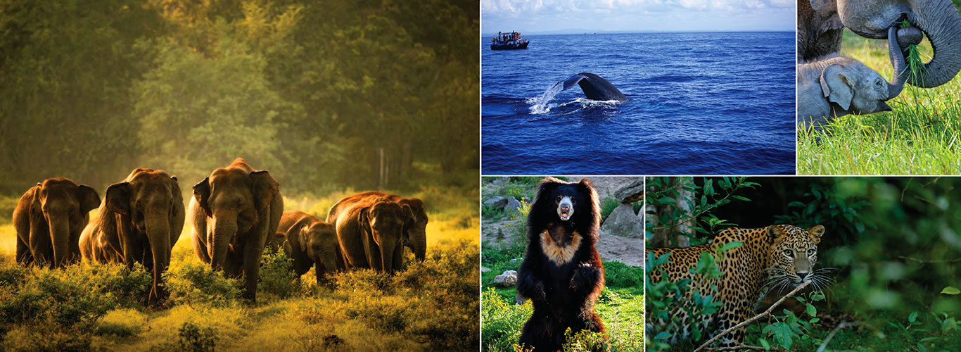 Photographic Tours in Sri Lanka