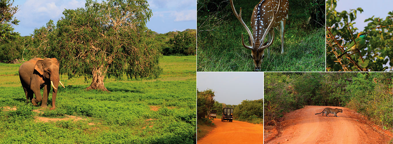 Short Tours in Sri Lanka