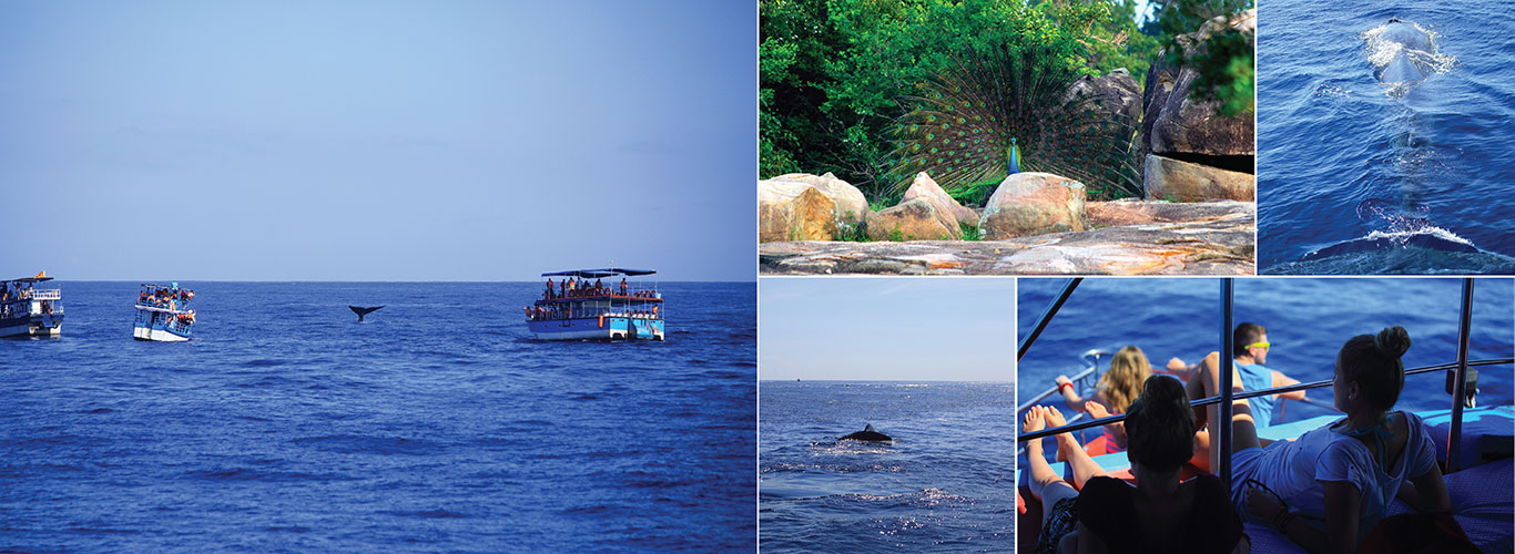 Short stay tours in Sri Lanka