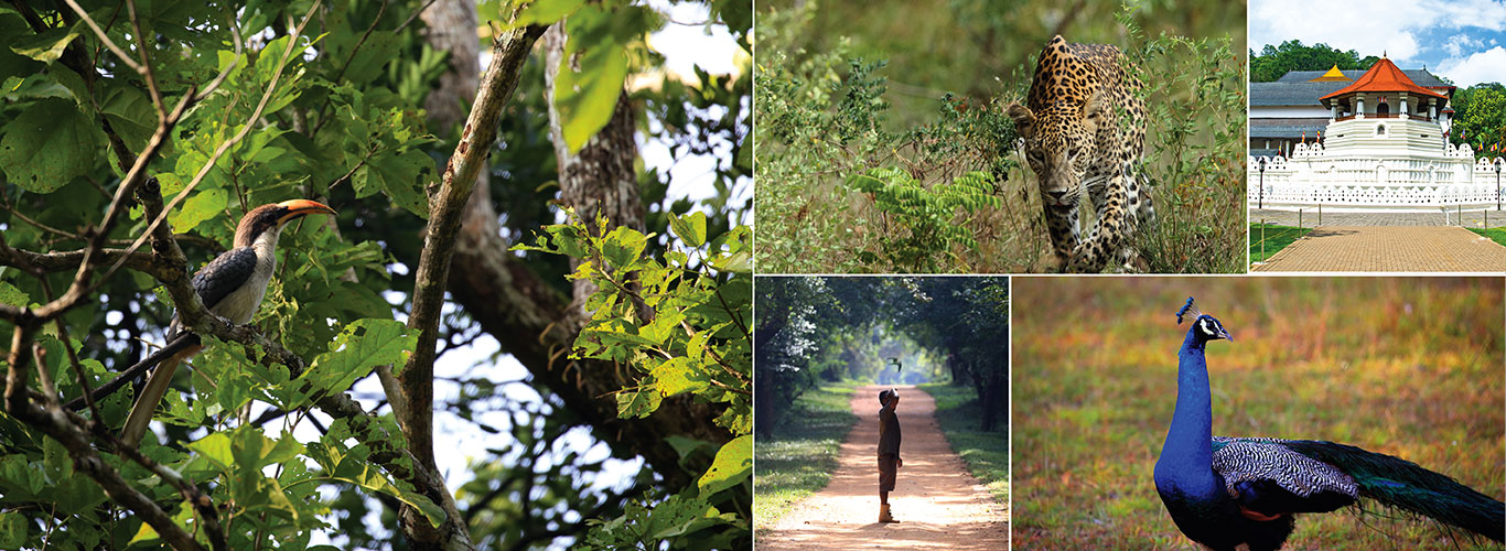 Short Tours in Sri Lanka
