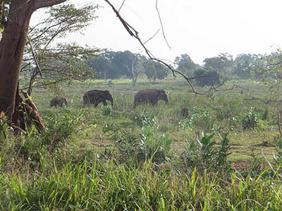 Family Tours in Sri Lanka