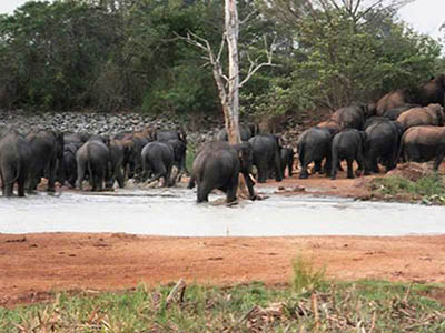 Family Tours in Sri Lanka