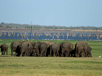 Family Tours in Sri Lanka
