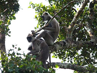 Family Tours in Sri Lanka