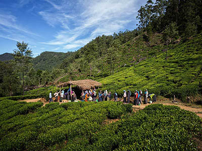 Sri Lanka Food and Cooking Tours