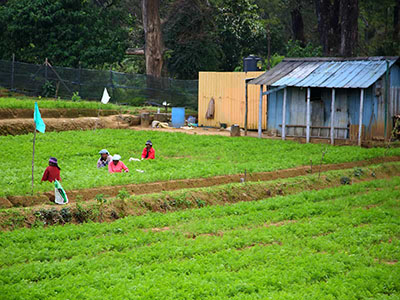 Two weeks holiday itineraries in Sri Lanka
