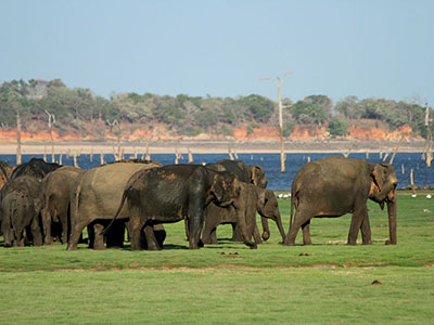 Two weeks holiday itineraries in Sri Lanka