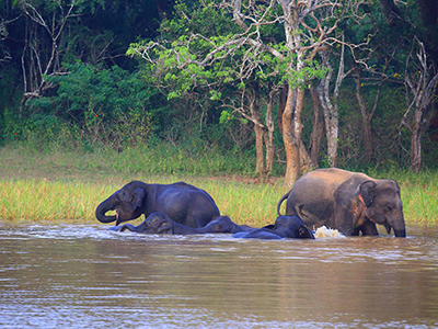 Two weeks holiday itineraries in Sri Lanka
