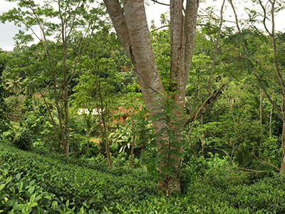 Most Popular Tour of Sri Lanka