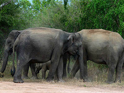 Most Popular Tour of Sri Lanka