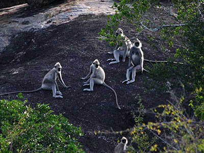 Most Popular Tour of Sri Lanka