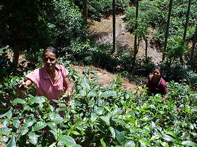 Active Adventure Tours in Sri Lanka
