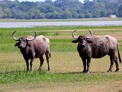 Active Adventure Tours in Sri Lanka