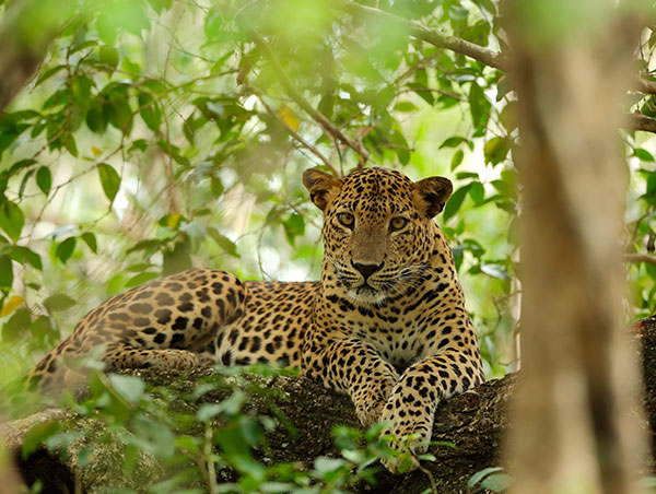 Tours in Sri Lanka