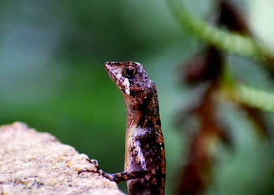 Sinharaja Forest Reserve Sri Lanka