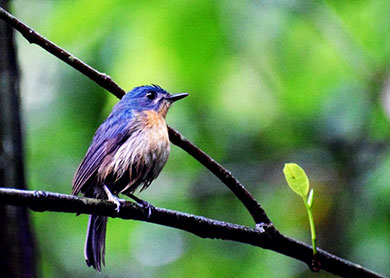 Sinharaja Forest Reserve Sri Lanka
