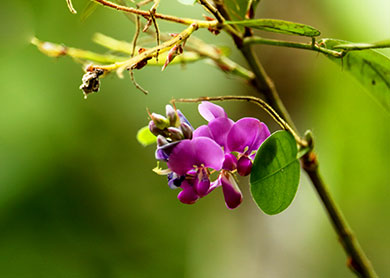 Sinharaja Forest Reserve Sri Lanka