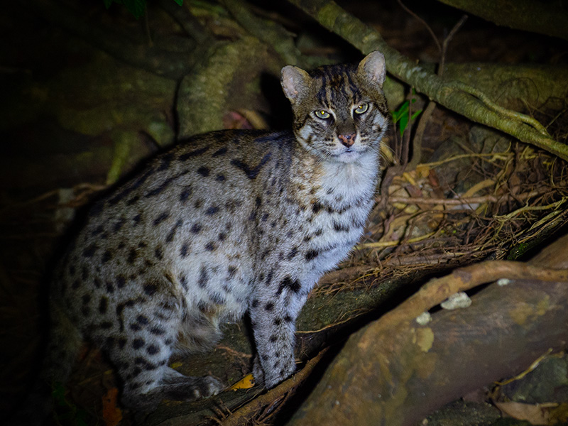 Luxury Wildlife Tours in Sri Lanka