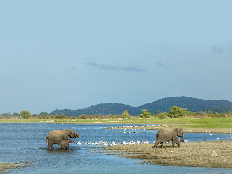 Luxury Wildlife Tours in Sri Lanka