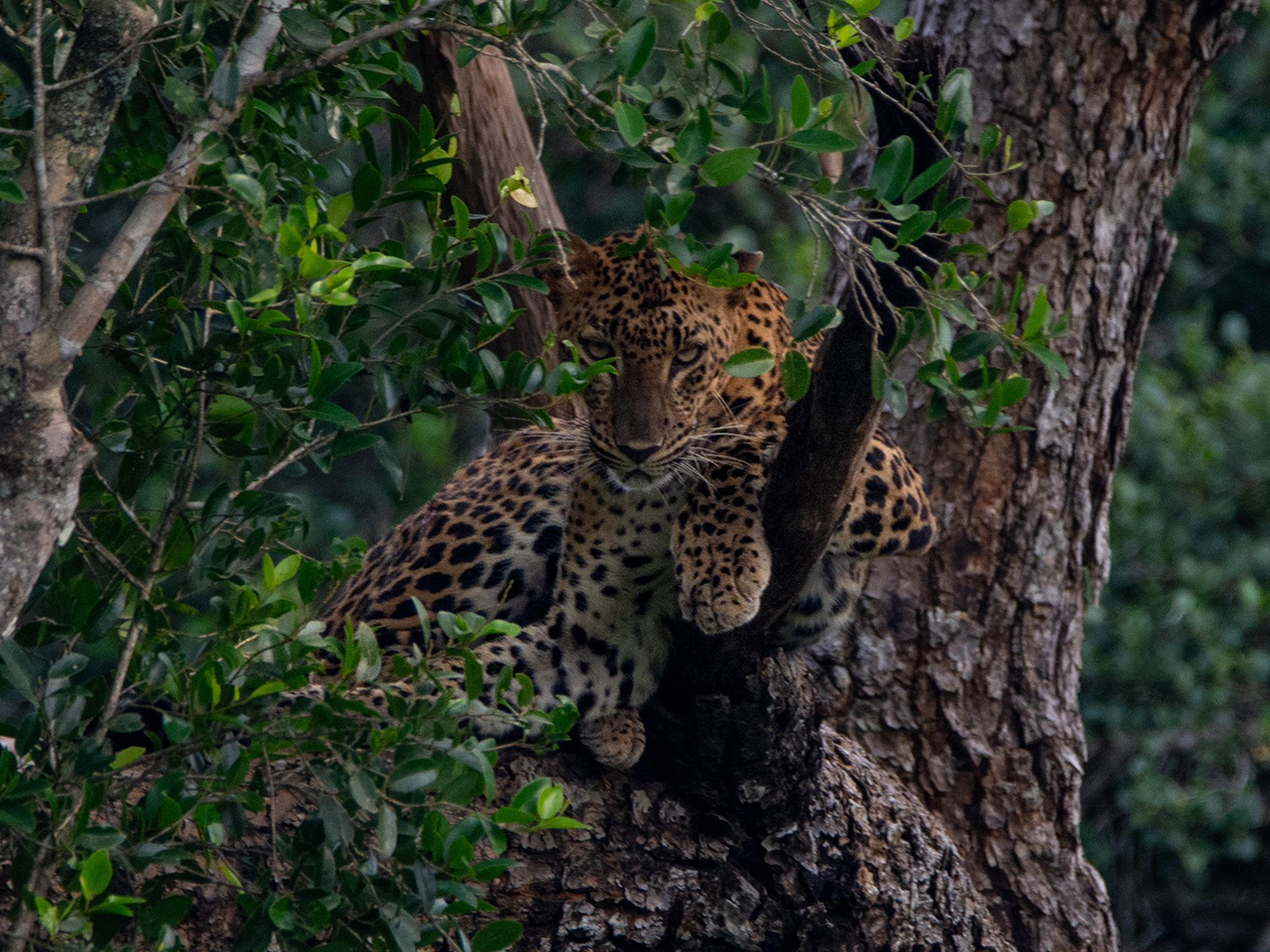 Luxury Wildlife Tours in Sri Lanka