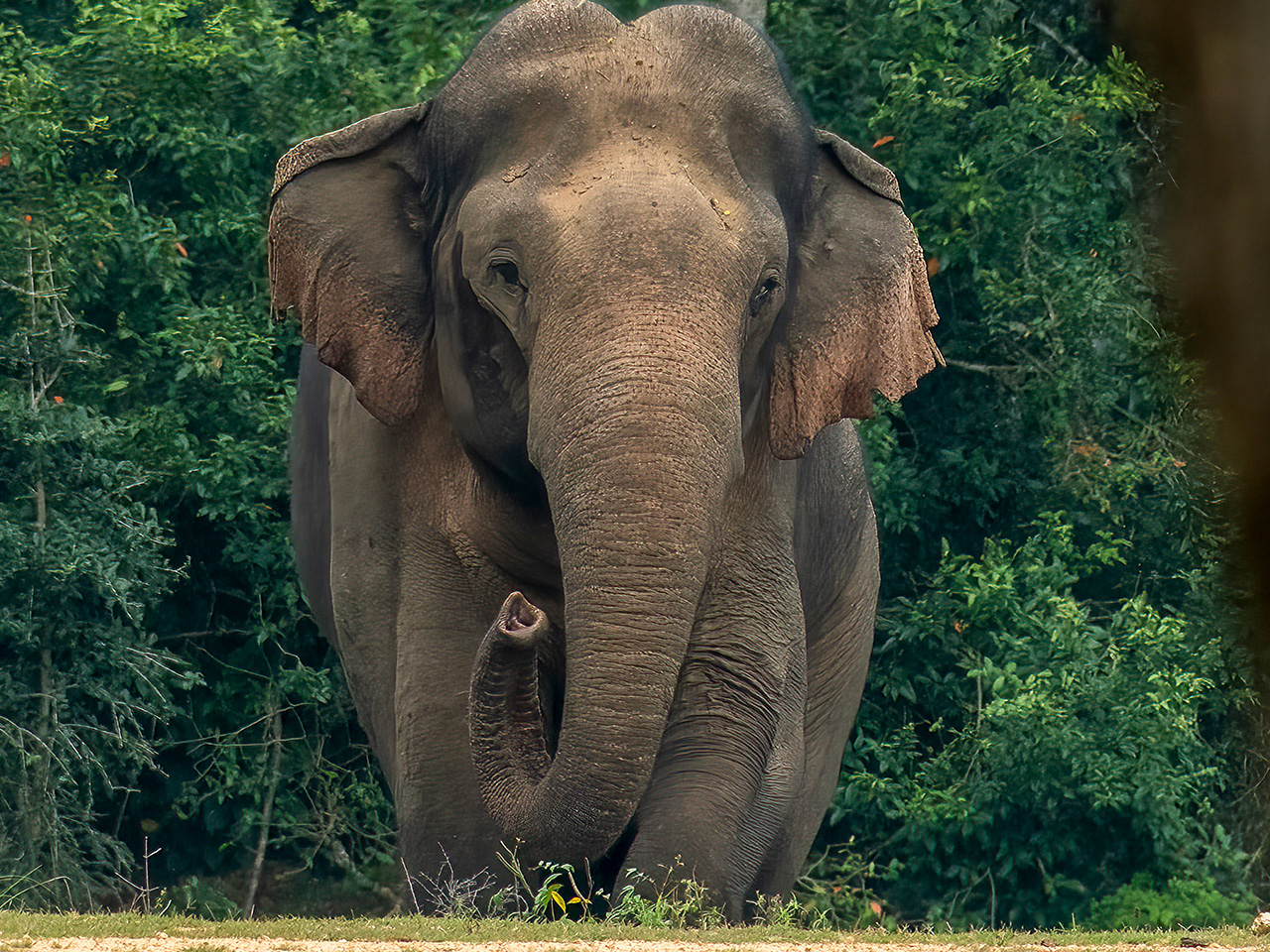 Luxury Wildlife Tours in Sri Lanka