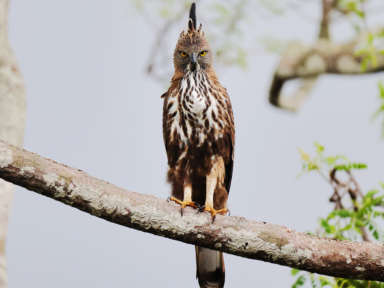 Luxury Wildlife Tours in Sri Lanka