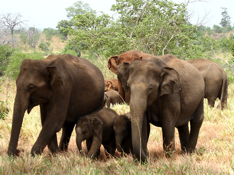Luxury Wildlife Tours in Sri Lanka